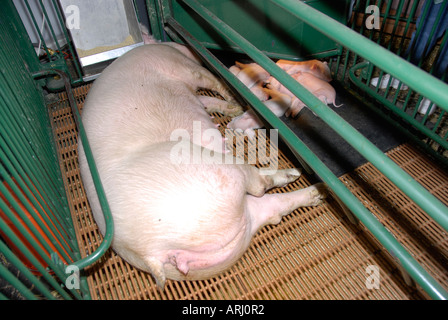 La nascita e la cura dei nuovi nati nei suini è dimostrata nel Michigan State Fair di Detroit Michigan MI Foto Stock