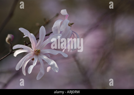 Fiori di Magnolia Foto Stock