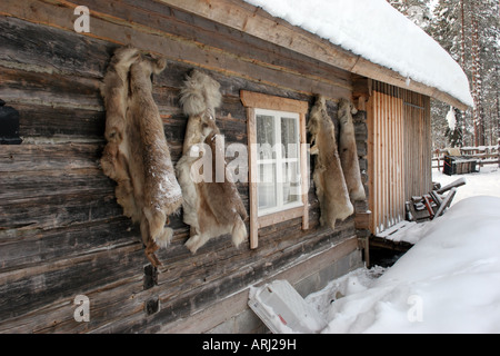 Pelli di renna appeso sul lato di una casa tradizionale in inverno a nord del Circolo Polare Artico in Lapponia il nord della Finlandia Foto Stock