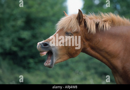 Islandese cavallo, pony Islanda (Equus przewalskii f. caballus), mare sbadigli Foto Stock