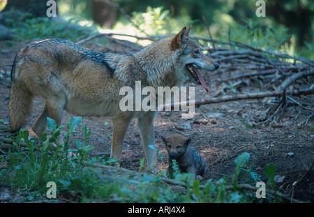 Unione lupo (Canis lupus lupus), femmina con cucciolo, in Germania, in Baviera, NP Bayrischer Wald Foto Stock