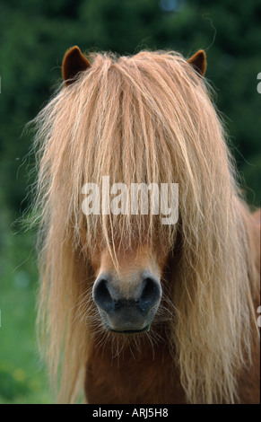 Cavalli domestici, pony Shetland (Equus przewalskii f. caballus), ritratto, frontale Foto Stock
