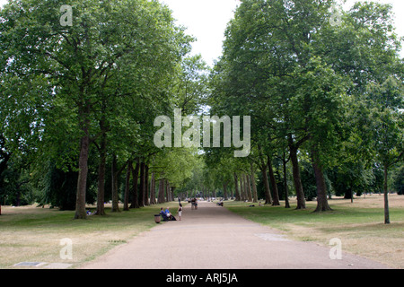 Viale alberato percorso Kensington Gardens LONDRA Foto Stock