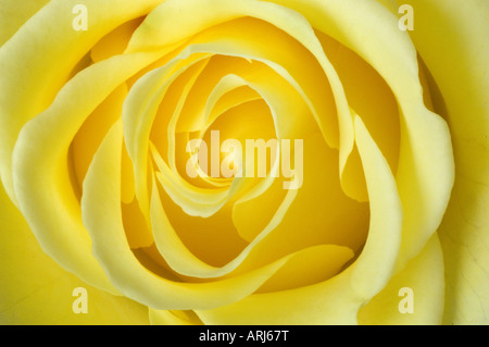 Una chiusura dei delicati petali di una rosa gialla formando un fiore Foto Stock