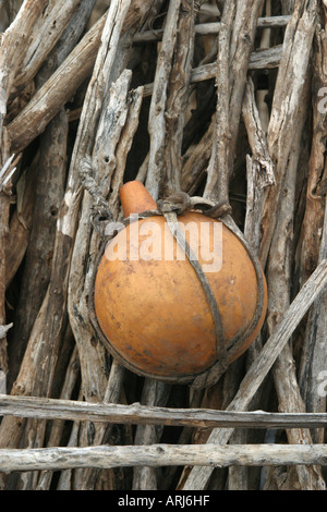 Zucche, bottiglia di zucca, calabash gourd, bianco-fiore (Zucca Lagenaria siceraria) appesi a bottiglia, Sudan Foto Stock