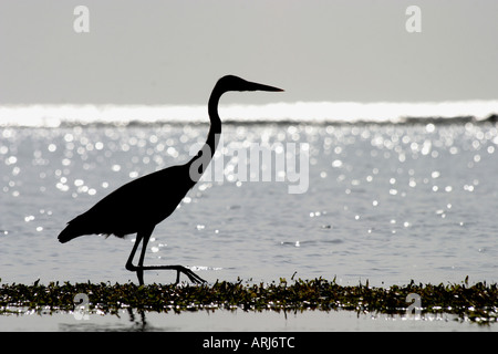 Airone cinerino (Ardea cinerea), stalking, silhouette, Kenya, Oceano Indiano Foto Stock