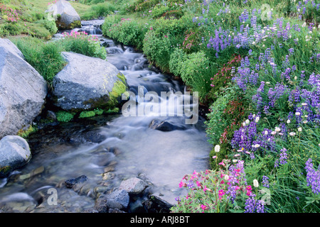 Wildflowers and stream, Summerland Meadow, Mount Rainier National Park, Washington Foto Stock