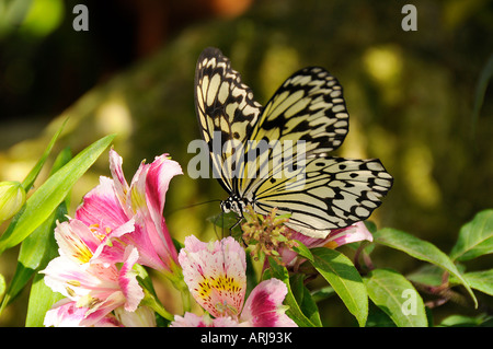 Alimentazione a farfalla sul fiore Foto Stock