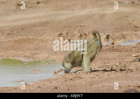 Babbuino giallo, Savannah babbuino (Papio cynocephalus), acqua potabile da una pozzanghera, Kenya, Amboseli NP Foto Stock