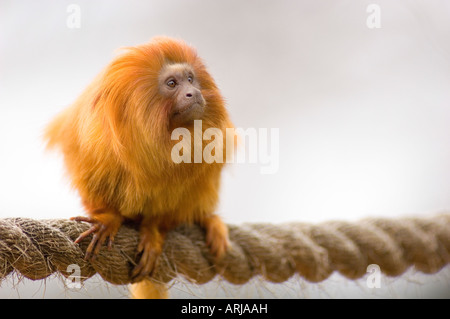 Un Golden Lion Tamarin arroccato su una fune Foto Stock