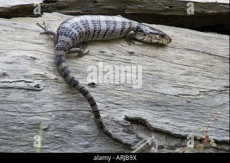 Rosa tongued skink. Foto Stock