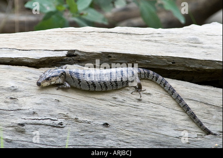 Rosa tongued skink. Foto Stock