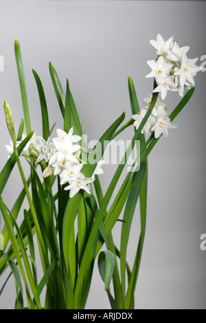 Primo piano del bianco Narciso Papiraceo Narcissi fiore di primavera tutti piccoli fiori alti bouquet di sfondo bianco floreale nessuno alta risoluzione verticale Foto Stock