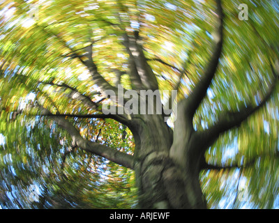 Occhio di rana in vista della struttura autunnale con foglie di giallo e blu del cielo in motion blur Foto Stock