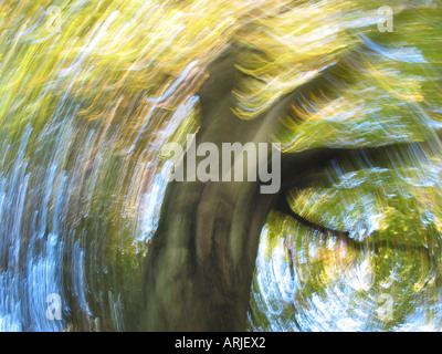 Occhio di rana in vista della struttura autunnale con foglie di giallo e blu del cielo in motion blur Foto Stock