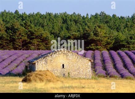 Edificio di pietra nel campo di lavanda, Plateau de Sault, Haute Provence, Provence, Francia Foto Stock