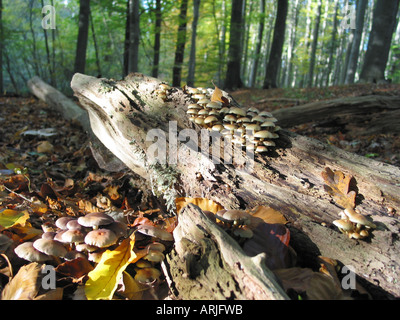 Close up di corteccia di albero con funghi su pavimento in legno Foto Stock