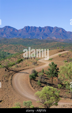Ombrello bargigli, Bunyeroo Valley, Flinders Range, South Australia, Australia