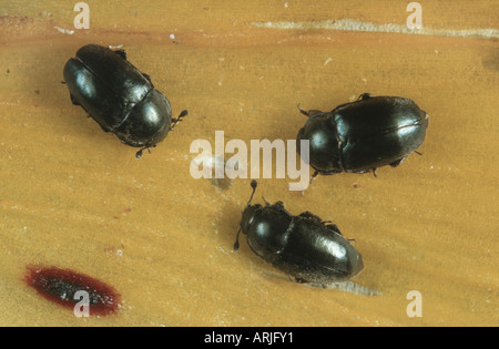 Il polline beetle (Meligethes aeneus), su una foglia Foto Stock