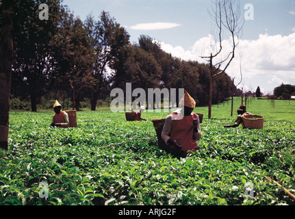 Raccolta di tè vicino a Kericho Kenya occidentale Africa orientale Foto Stock