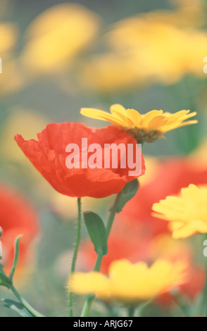 Campo comune di papavero Papaver rhoeas tra il granoturco Le calendule Chrysanthemum segetum REGNO UNITO Foto Stock