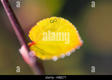 Gocce d'acqua sulla nuova foglia di Katsura Tree UK Foto Stock