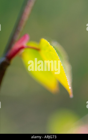 Nuove Foglie di Katsura Tree UK Foto Stock