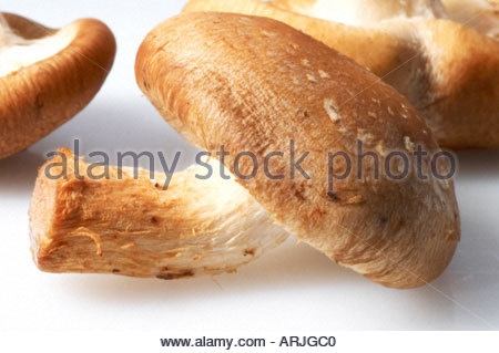 Tre funghi shiitake Foto Stock