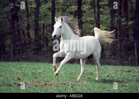 Cavallo Shagya-Arab (Equus przewalskii f. caballus), stallone Foto Stock