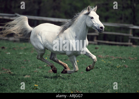 Cavallo Shagya-Arab (Equus przewalskii f. caballus), stallone Foto Stock