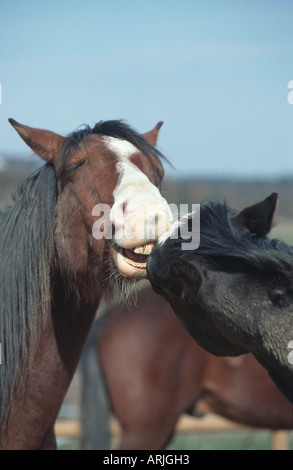 Cavallo Shagya-Arab (Equus przewalskii f. caballus), toelettatura Foto Stock