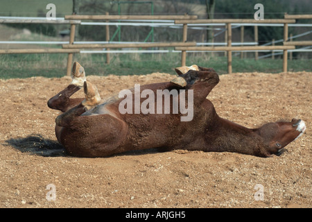 Cavallo Shagya-Arab (Equus przewalskii f. caballus), laminazione sul retro Foto Stock