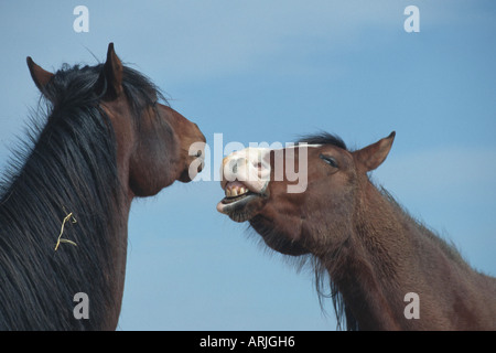 Cavallo Shagya-Arab (Equus przewalskii f. caballus), riproduzione Foto Stock