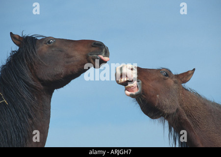 Cavallo Shagya-Arab (Equus przewalskii f. caballus), riproduzione Foto Stock