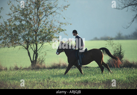 Cavallo Shagya-Arab (Equus przewalskii f. caballus), equitazione, Eifel Foto Stock