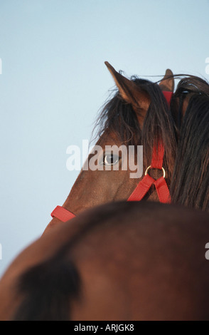 Cavallo Shagya-Arab (Equus przewalskii f. caballus), ritratto Foto Stock