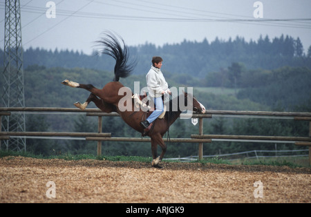 Cavallo Shagya-Arab (Equus przewalskii f. caballus), calci, con horsewoman Foto Stock