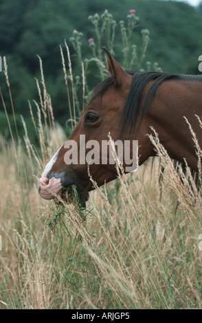 Cavallo Shagya-Arab (Equus przewalskii f. caballus), ritratto, pascolo Foto Stock