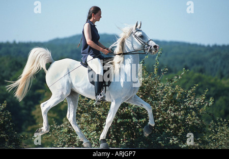 Riproduttori di razza di cavalli arabi (Equus przewalskii f. caballus) Foto Stock