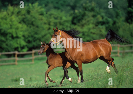 Arabian Horse - mare con puledro - trotto Foto Stock