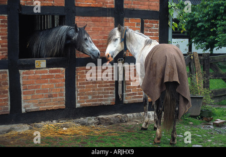 Barb cavallo (Equus przewalskii f. caballus), due, un cavallo nella stalla, gli altri al di fuori Foto Stock