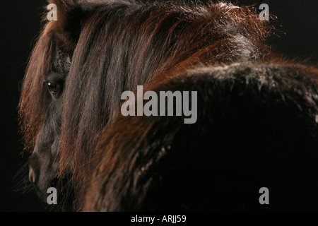 Nero pony Shetland presi in atmosferica illuminazione studio Foto Stock