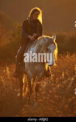 Barb cavallo (Equus przewalskii f. caballus), equitazione Foto Stock