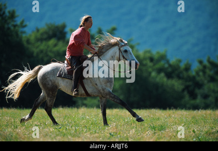 Barb cavallo (Equus przewalskii f. caballus), equitazione, galoppo Foto Stock