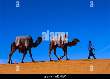 Camel train attraverso il deserto, Marocco, Africa del Nord Foto Stock