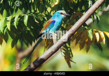 Del rullo Abbyssinian - seduta sul ramo Coracias abyssiniica Foto Stock