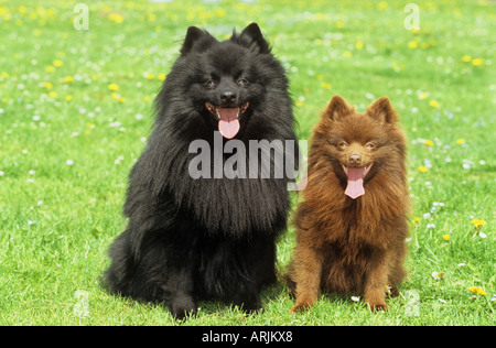 Di medie Spitz e Spitz in miniatura sul prato Foto Stock