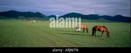 Cavalli al pascolo nella valle dell'Orkhon, Ovorkhangai Provincia, Mongolia, Asia Centrale, Asia Foto Stock