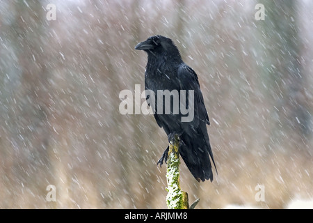 Raven comune - in inverno - nevicata Corvus corax Foto Stock