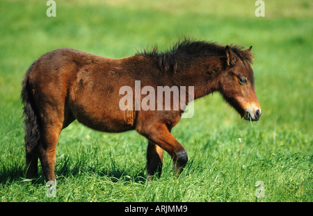 Dartmoor pony (Equus przewalskii f. caballus), puledro su pascolo Foto Stock
